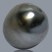 12.1 x 15.2mm 14.6 Carats Tahitian Peacock Maddel Gray Loose Pearl