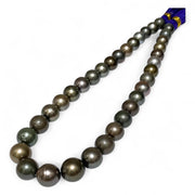 Round 11 - 13mm 35 pcs Multi Peacock Gray Green Tahitian Pearl 16" Strand