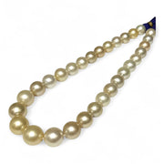 Giant 12 - 16.3mm 30 pcs South Sea Light Golden Round Pearl 16" Strand