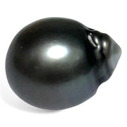 Giant 23.6 Carat 14.3 x 18mm Tahitian South Sea Peacock Gray Pearl