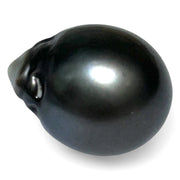 Giant 23.6 Carat 14.3 x 18mm Tahitian South Sea Peacock Gray Pearl