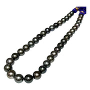 Round 11 - 12mm 36 pcs Tahitian Sea Peacock Black Green Pearl 16" Strand
