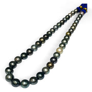 Round 9 - 11mm 40 pcs Multicolors Tahitian South Sea Pearl 16" Strand