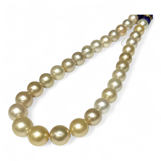 Giant 12 - 16.3mm 30 pcs South Sea Light Golden Round Pearl 16" Strand