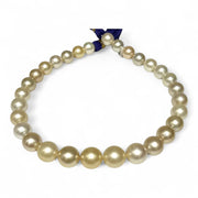Giant 12 - 16.3mm 30 pcs South Sea Light Golden Round Pearl 16" Strand