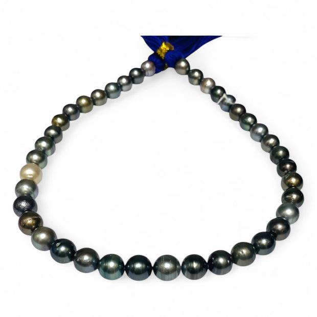 Round 9 - 11mm 40 pcs Multicolors Tahitian South Sea Pearl 16" Strand