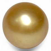Giant 14.6 x 16mm 23.67 Carat Rich Golden Oval South Sea Loose Pearl